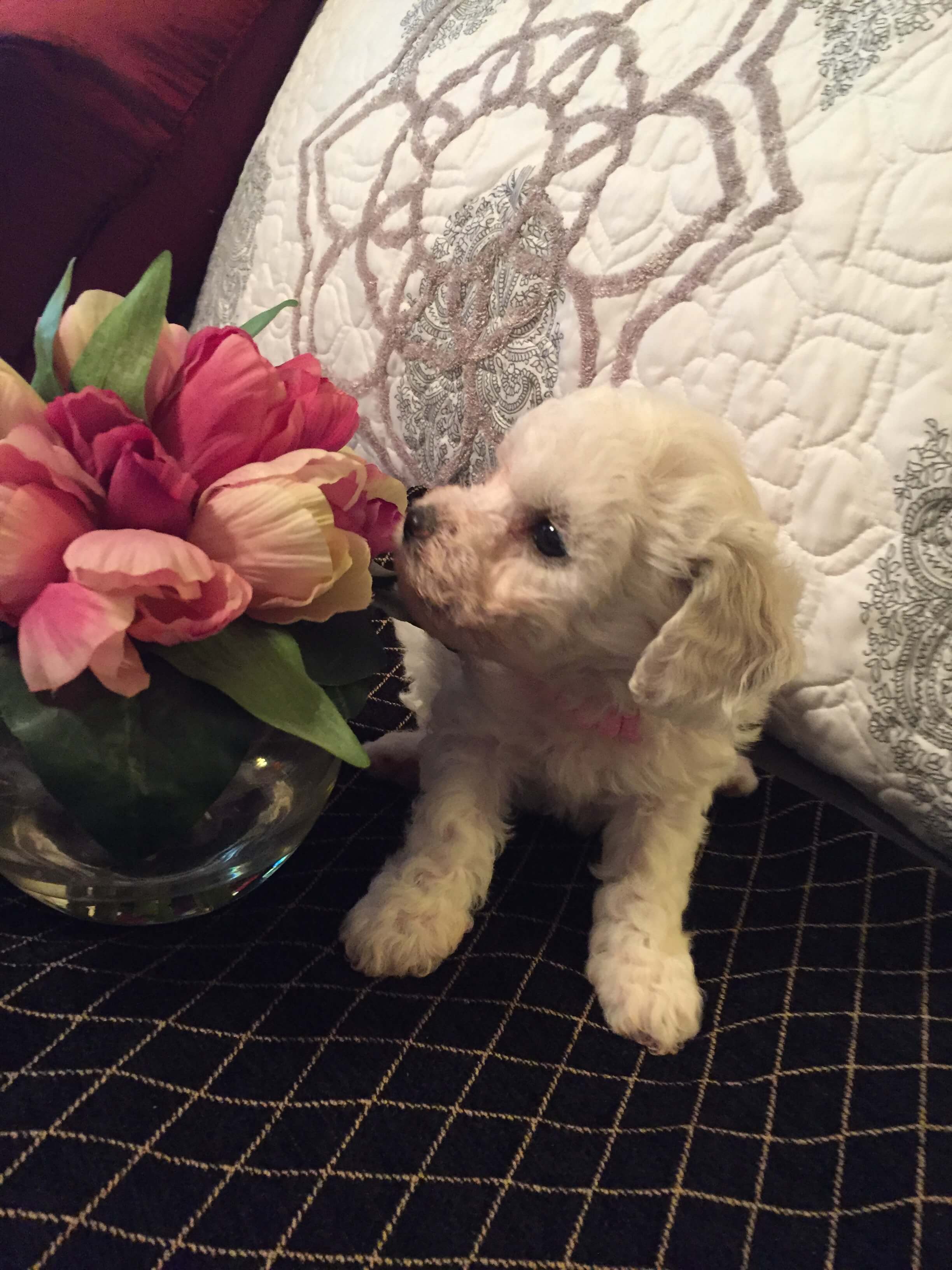 Puppy with Flowers