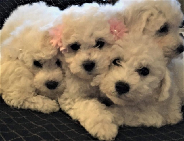 Three Puppies
